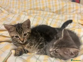 Mixed Breed cats Two Tabby Sisters *READY NOW* - Advert 1