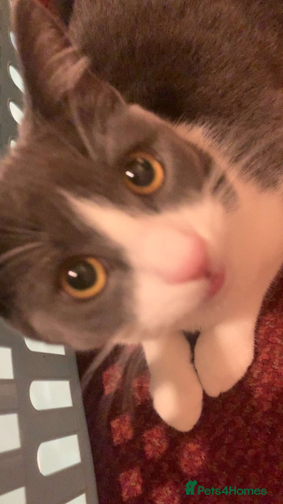 British Shorthair cats for sale: Stella - Advert 3