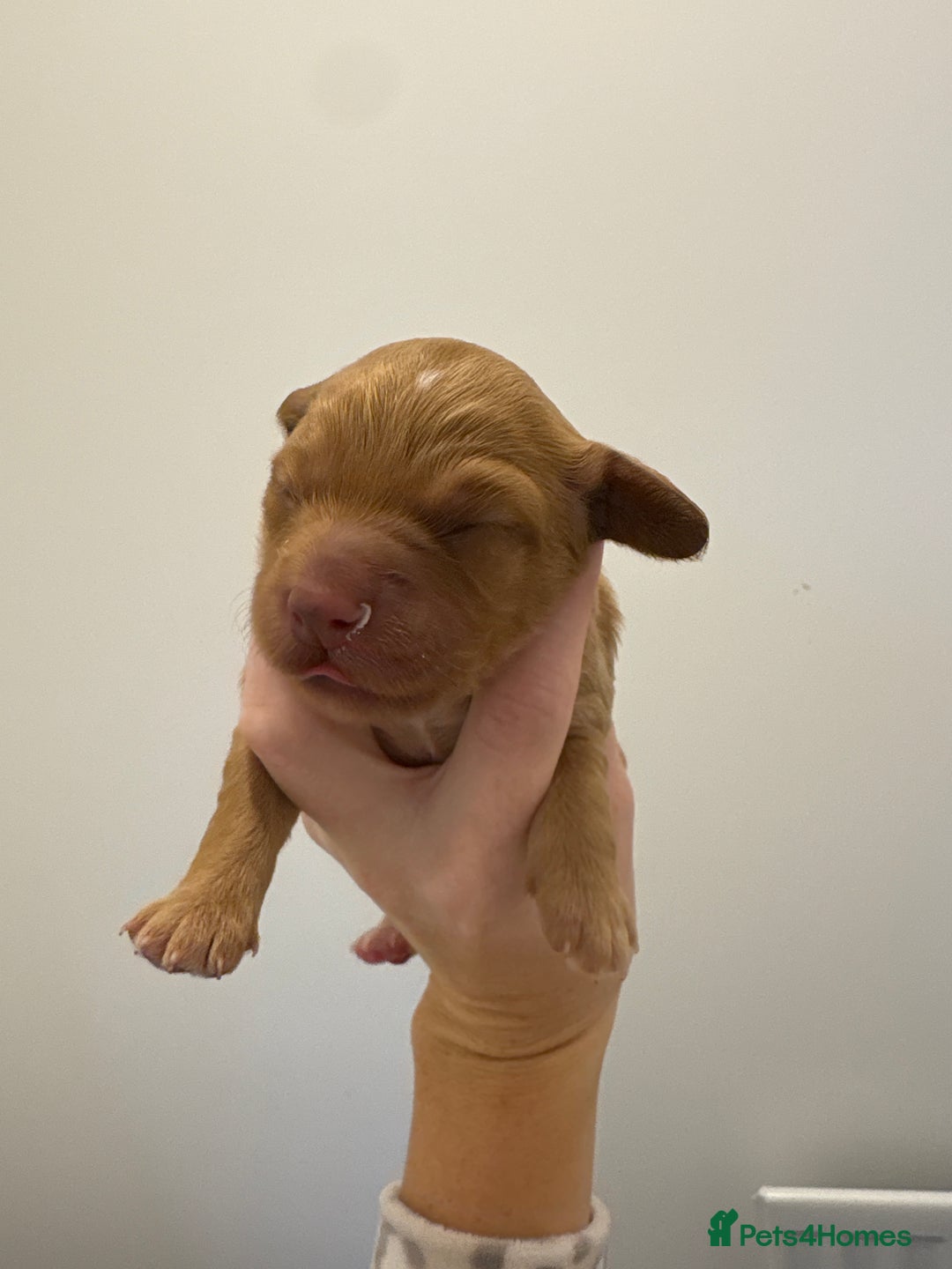 Cockapoo dogs for sale: Cockapoo litter  - Image 1