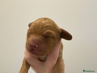 Cockapoo dogs for sale - Advert 1