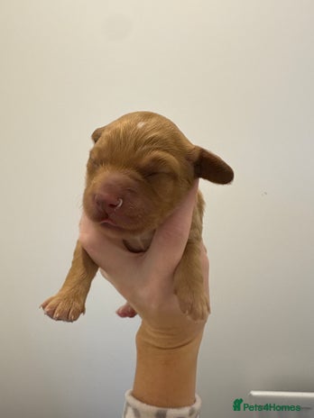 Cockapoo dogs - Advert 1