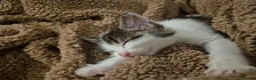 Mixed Breed cats for sale: Male kitten - Advert 4