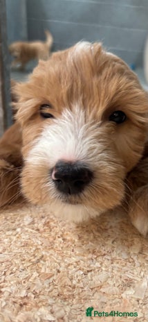 Mini Goldendoodle dogs - Advert 3