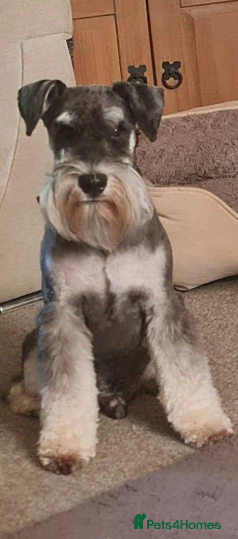 Miniature Schnauzer dogs for stud: Miniature Schnauzer for stud   - Advert 3