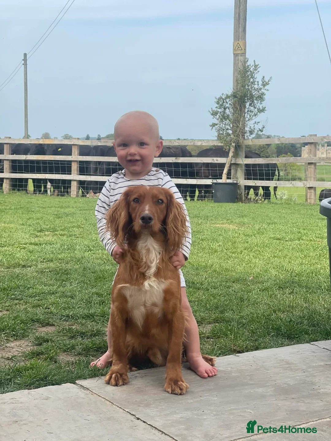 Cocker Spaniel dogs for stud: 5⭐️ Pedigree Heath tested Working Cocker Spaniel - Advert 8