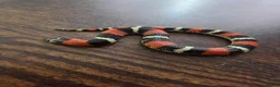 Mixed Breed reptiles for sale: Tri Colour Hognose Snakes  - Advert 7
