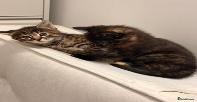 Mixed Breed cats - Advert 13