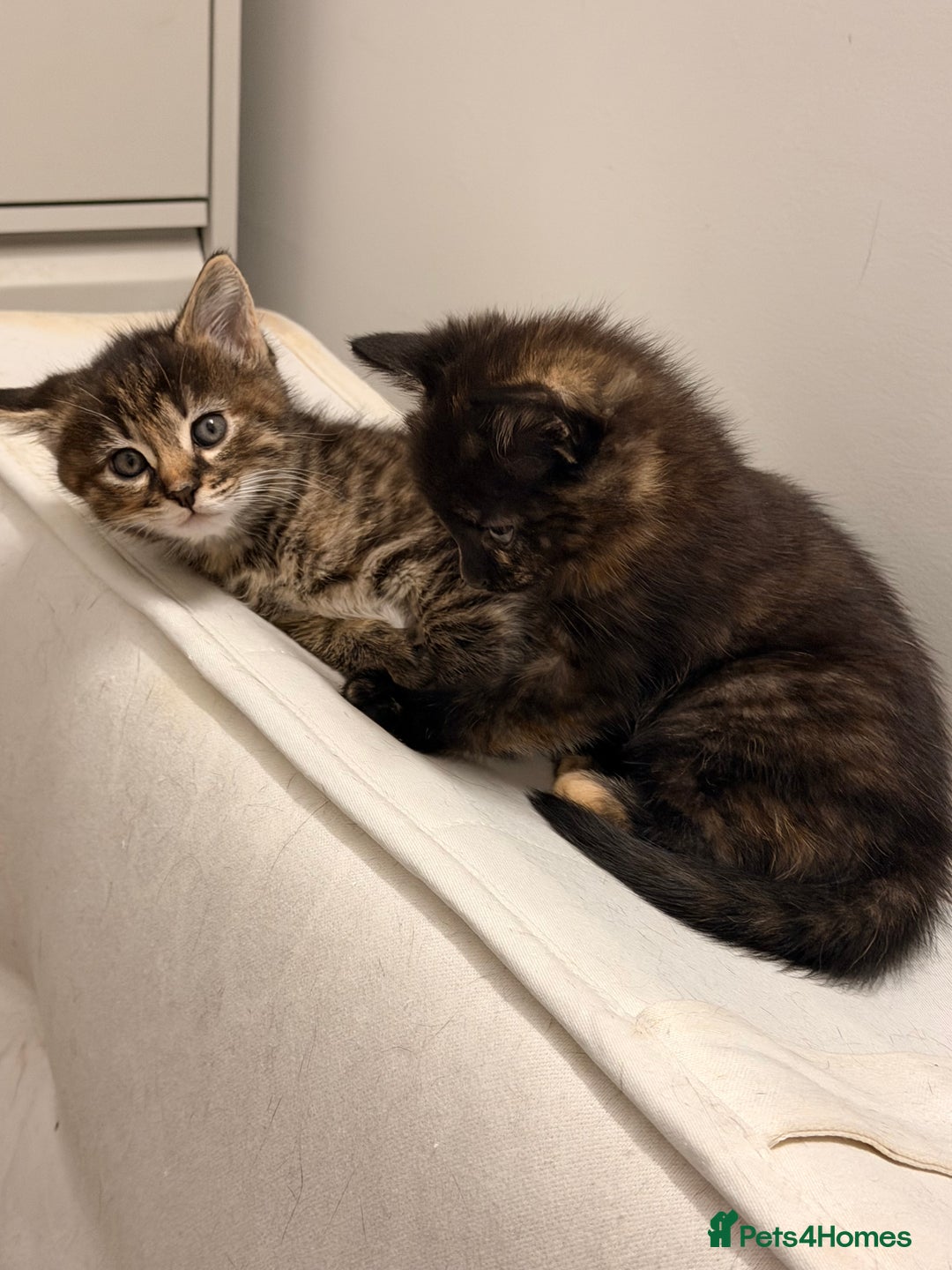 Mixed Breed cats for sale: Two female kittens for sale - Image 3