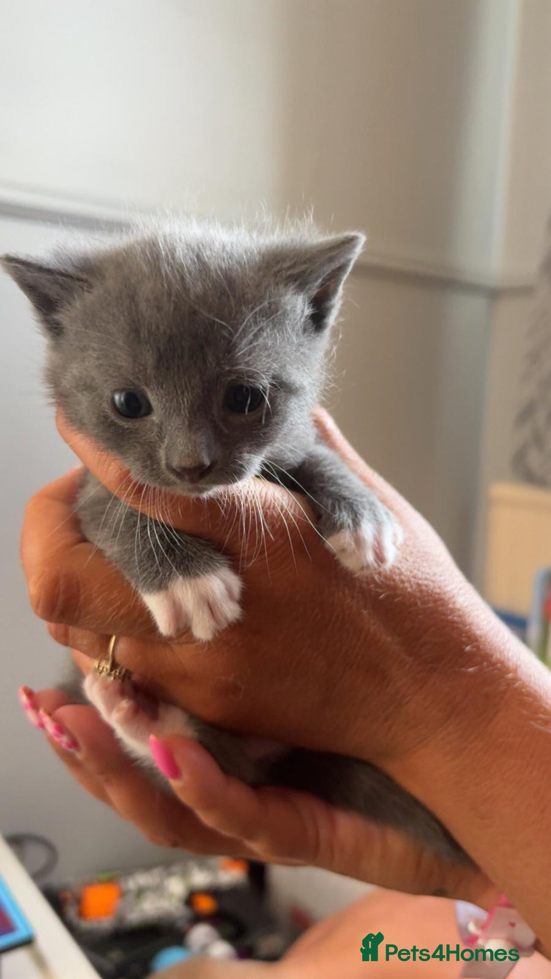 Mixed Breed cats for sale: British short hair cross kittens - Image 10