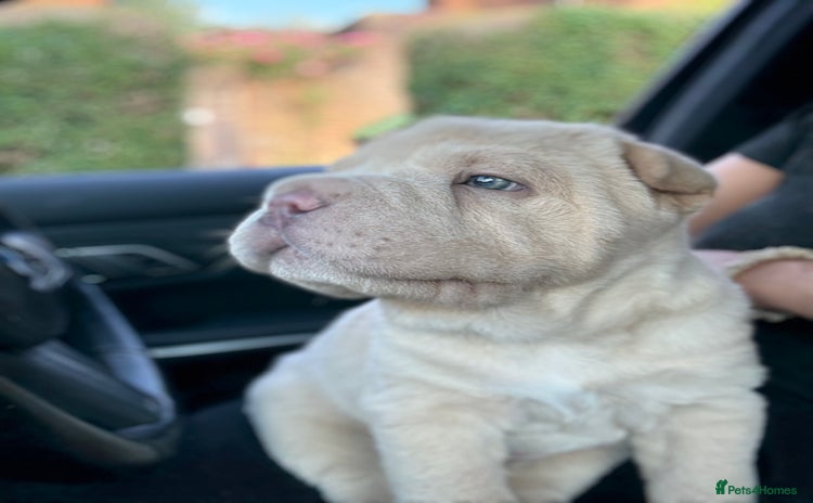 Shar Pei dogs in Wetherby - Advert 1