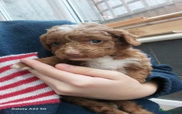 Cockapoo dogs for sale: ** BEAUTIFUL LITTER OF COCKAPOOS ** - Image 3