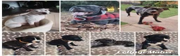 Staffordshire Bull Terrier dogs for sale: Staffordshire Bull Terrier puppy's for sale  - Advert 5