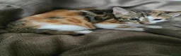 Mixed Breed cats for sale: Beautiful Bengal × British Shorthair Kittens - Advert 13