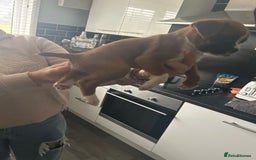 Boxer dogs for sale: Boxer puppy’s  - Image 5