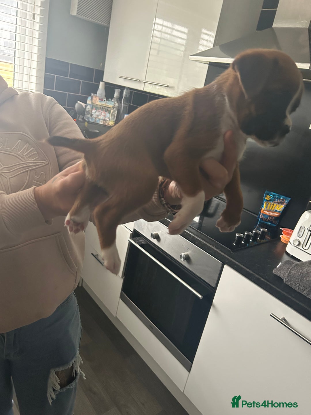 Boxer dogs for sale: Boxer puppy’s  - Image 5