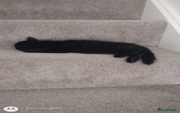 Mixed Breed cats for sale: Gorgeous Black Kitten - Image 9