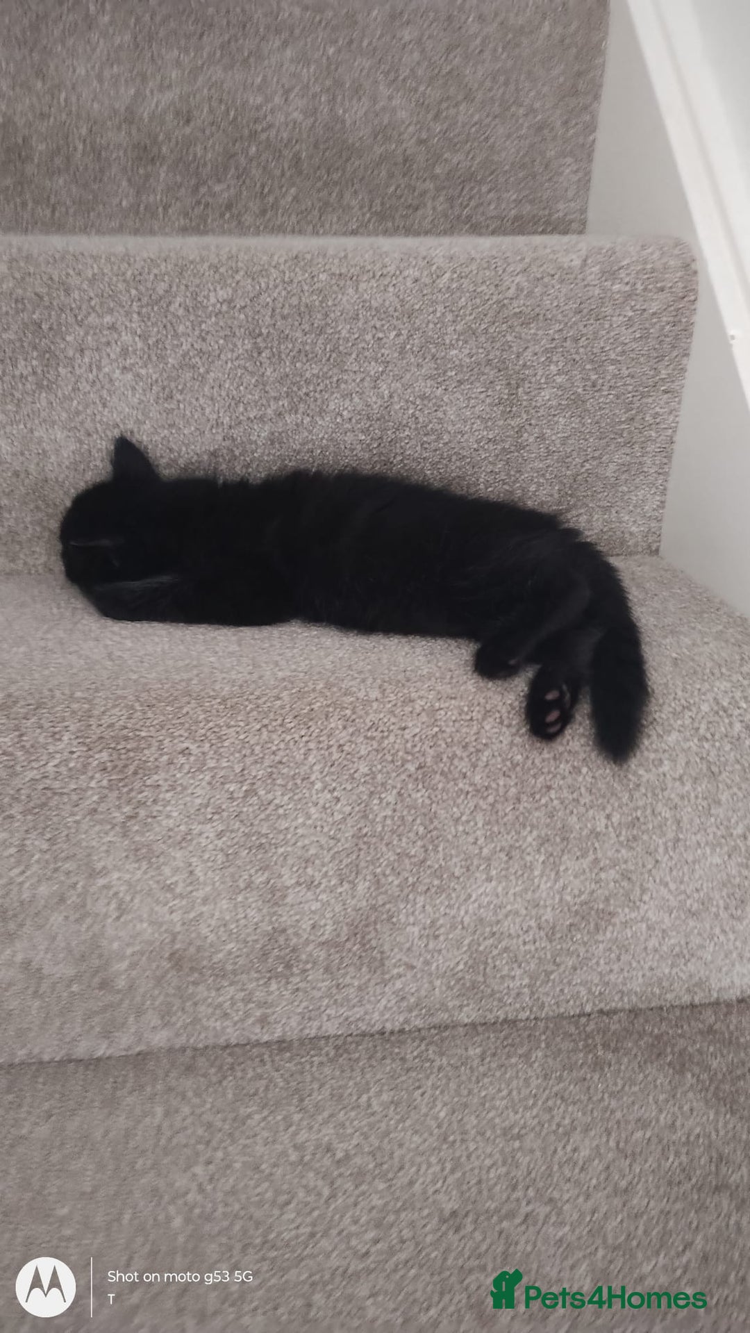 Mixed Breed cats for sale: Gorgeous Black Kitten - Image 9