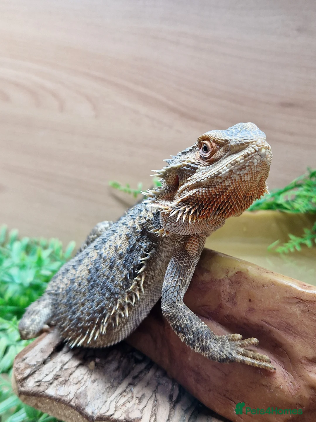 Bearded Dragon reptiles for sale: Mango the bearded dragon  in Harlow - Advert 2