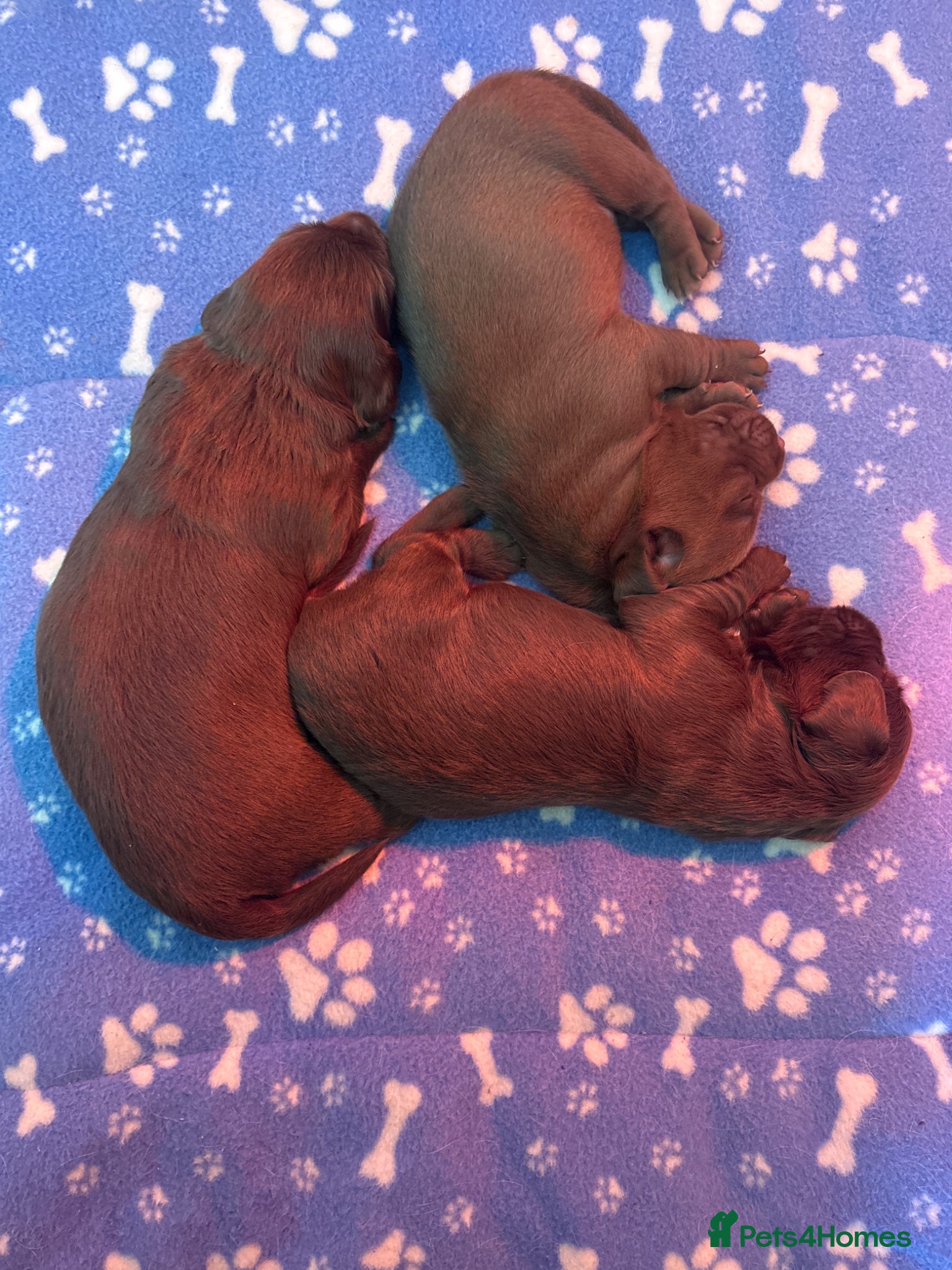 Mixed Breed dogs 3 Beautiful Chocolate and White Pups - Advert 19