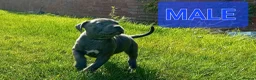 Staffordshire Bull Terrier dogs for sale: BLUE STAFFORDSHIRE BULL TERRIOR PUPPYIES in Birmingham - Advert 3