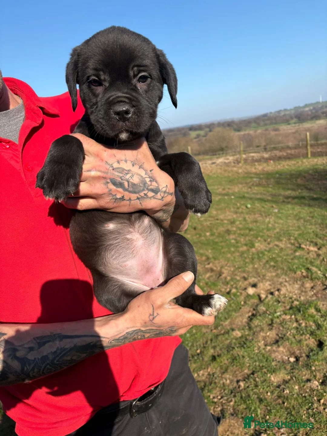 Cane Corso dogs for sale: READY TO LEAVE-AKC cane Corso puppies  - Advert 15