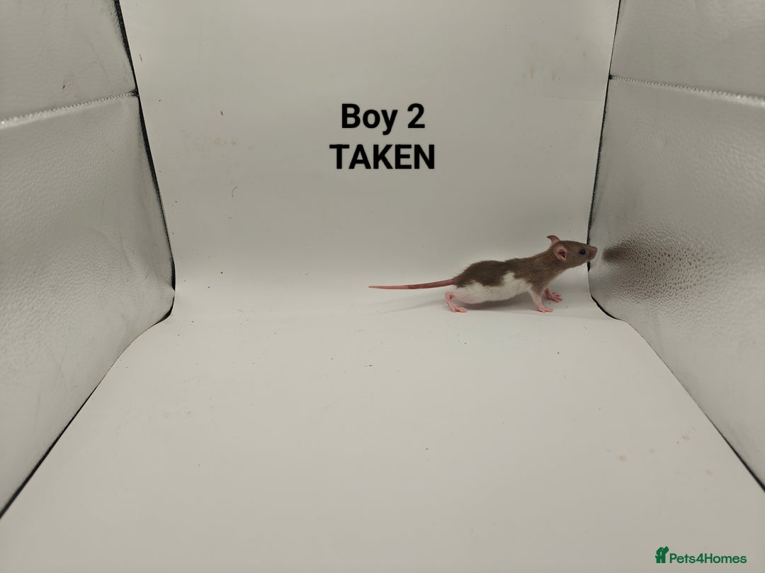 Rat rodents for sale: DEC: 24 Rats (5 Rats: 3 Boys & 2 Girls Left) - Advert 2