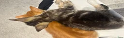 Mixed Breed cats for sale: Affectionate Brother & Sister Kittens - Advert 7