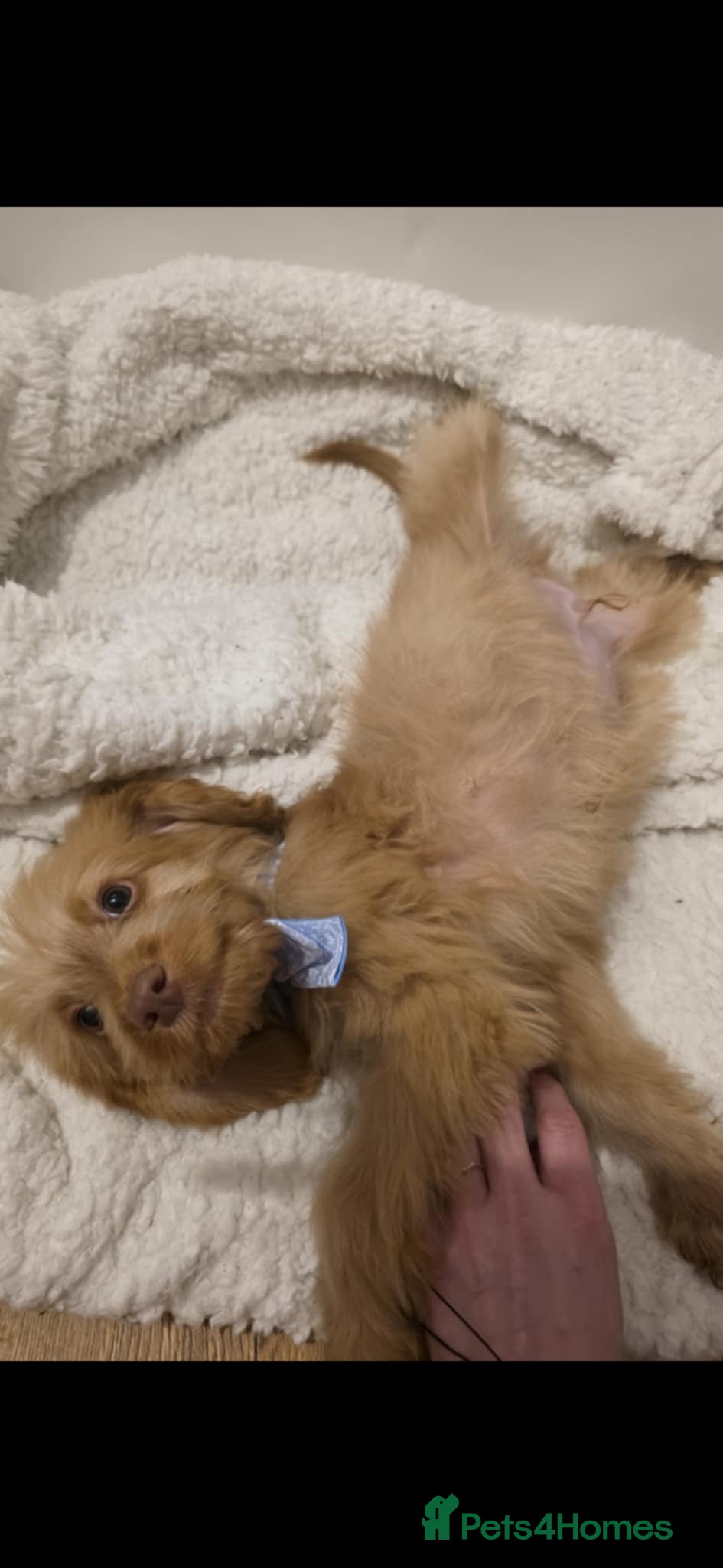 Irish Doodle dogs ONE wee boy  remaining 💙 READY NOW   - Advert 14