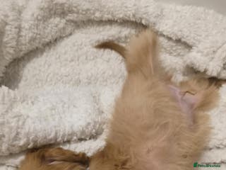 Irish Doodle dogs ONE wee boy remaining 💙 READY NOW - Advert 6