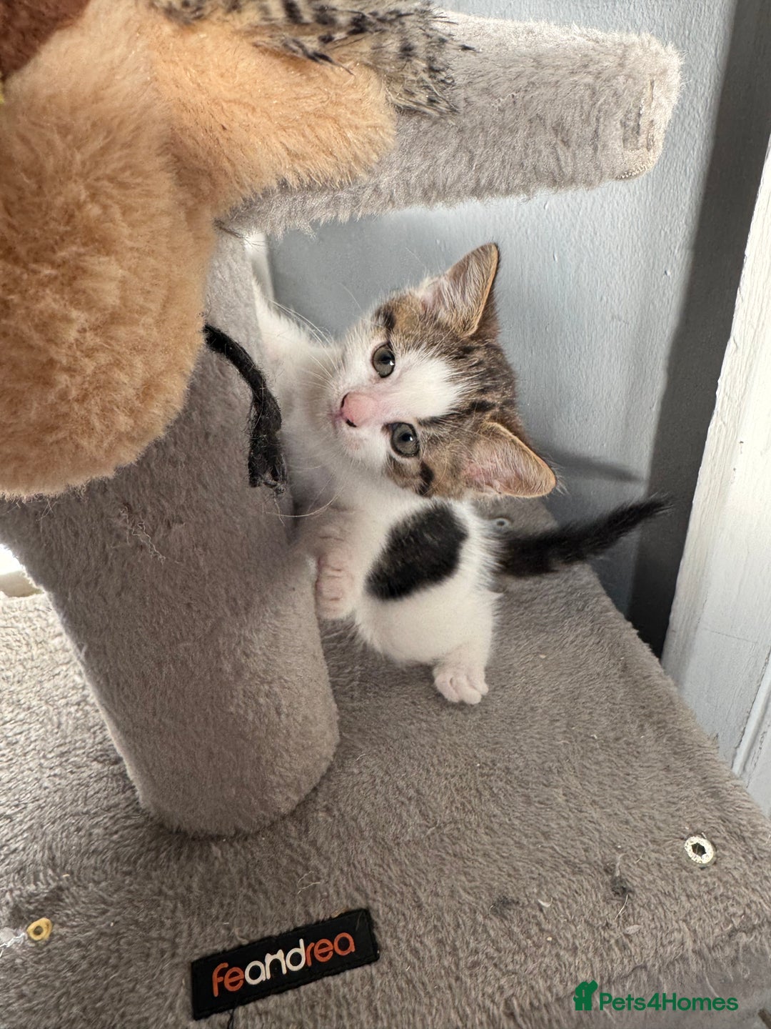 British Shorthair cats for sale: Last kitten  - Advert 12