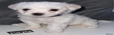 Bichon Frise Purple 