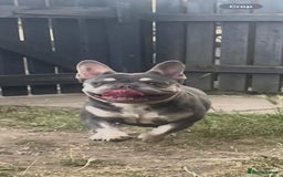 French Bulldog dogs for sale: Lilac and tan French bulldog  - Image 9