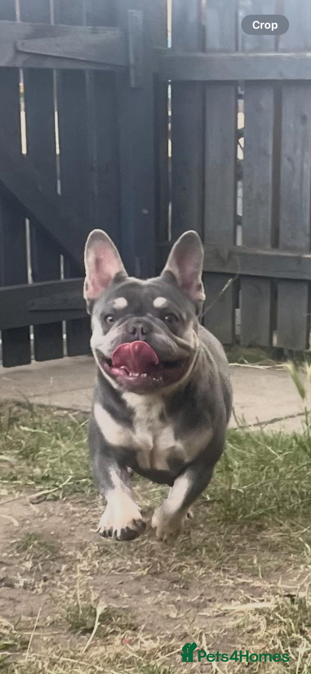 French Bulldog dogs for sale: Lilac and tan French bulldog  - Image 9