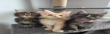 Maine Coon 5 - Yellow female