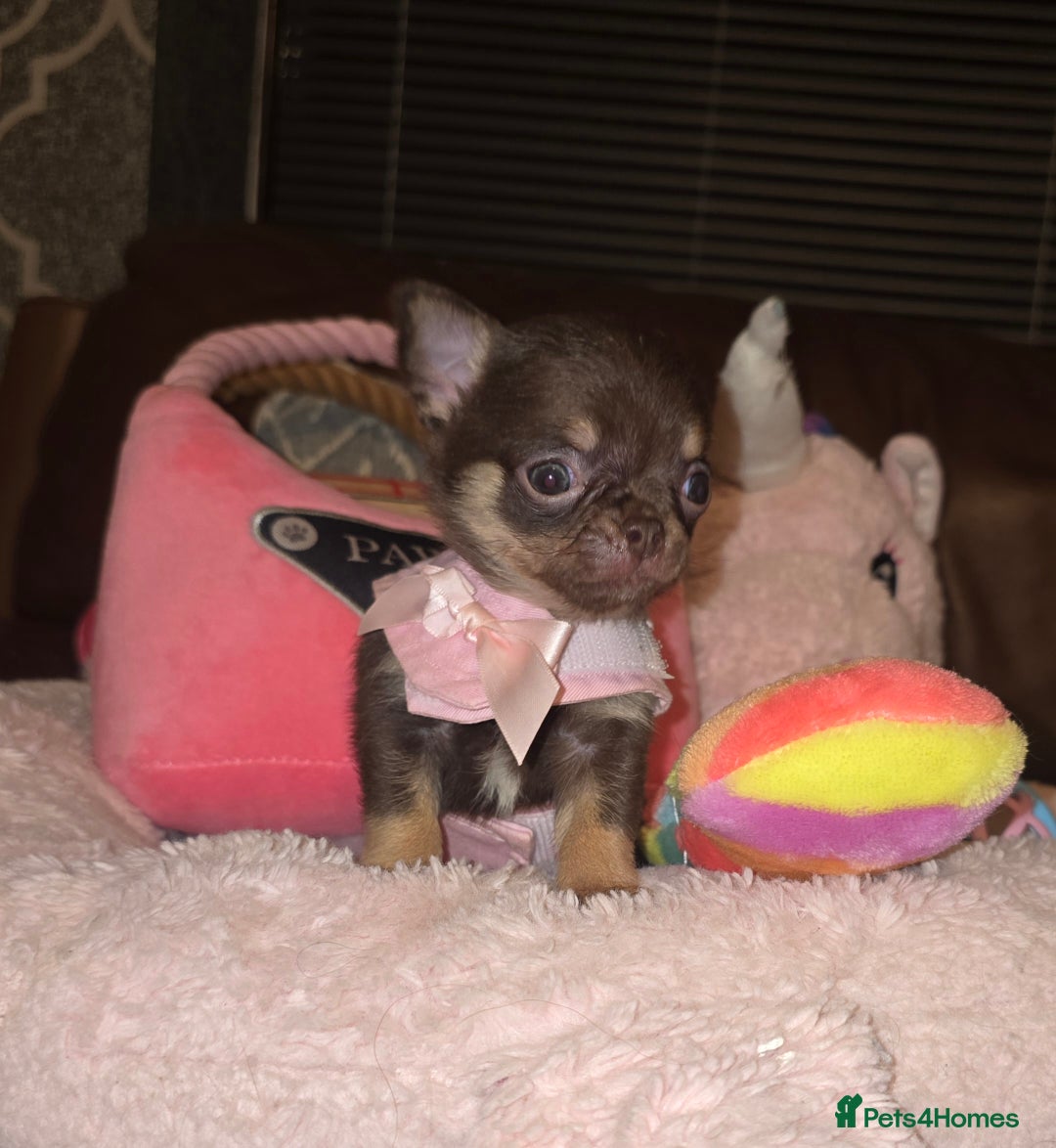 Chihuahua dogs for sale: XxQuality Chihuahua Chocolate Thai breeding pupsXx - Advert 28