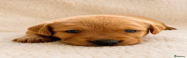 Labrador Retriever 2