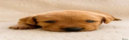 Labrador Retriever dogs for sale: Stunning KC Registered Labrador Puppies 🐾 - Advert 8