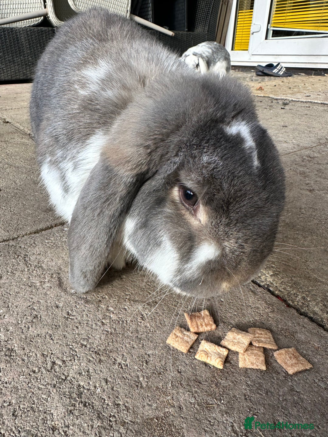 French Lop rabbits for sale: French lop male  - Advert 1