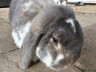 French Lop rabbits French lop male - Advert 6