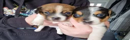 Jack Russell dogs for sale: Stunning smooth coat full jack russells  - Advert 5