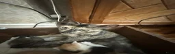 Mixed Breed cats for sale: Beautiful kittens  - Advert 4