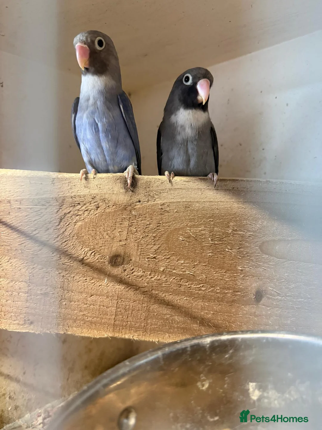 Lovebirds birds for sale: Hand Reared New Born Love Birds - Advert 32