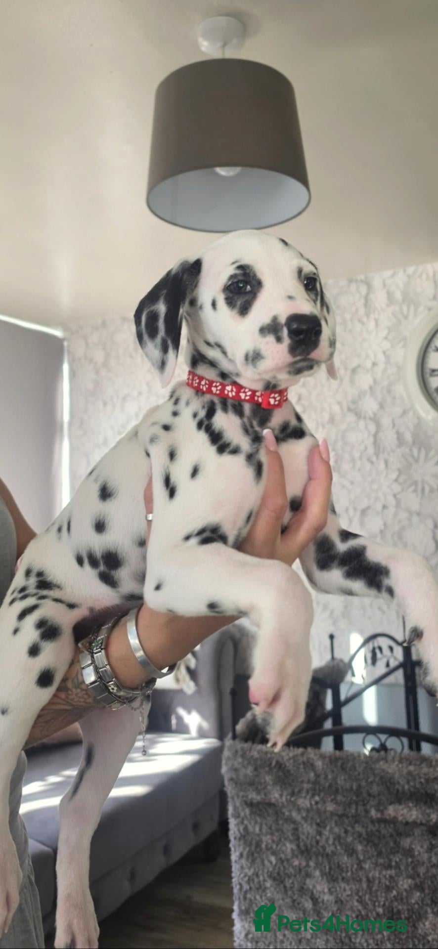 Dalmatian dogs Kc registered stunning dalmatian puppies  - Advert 1