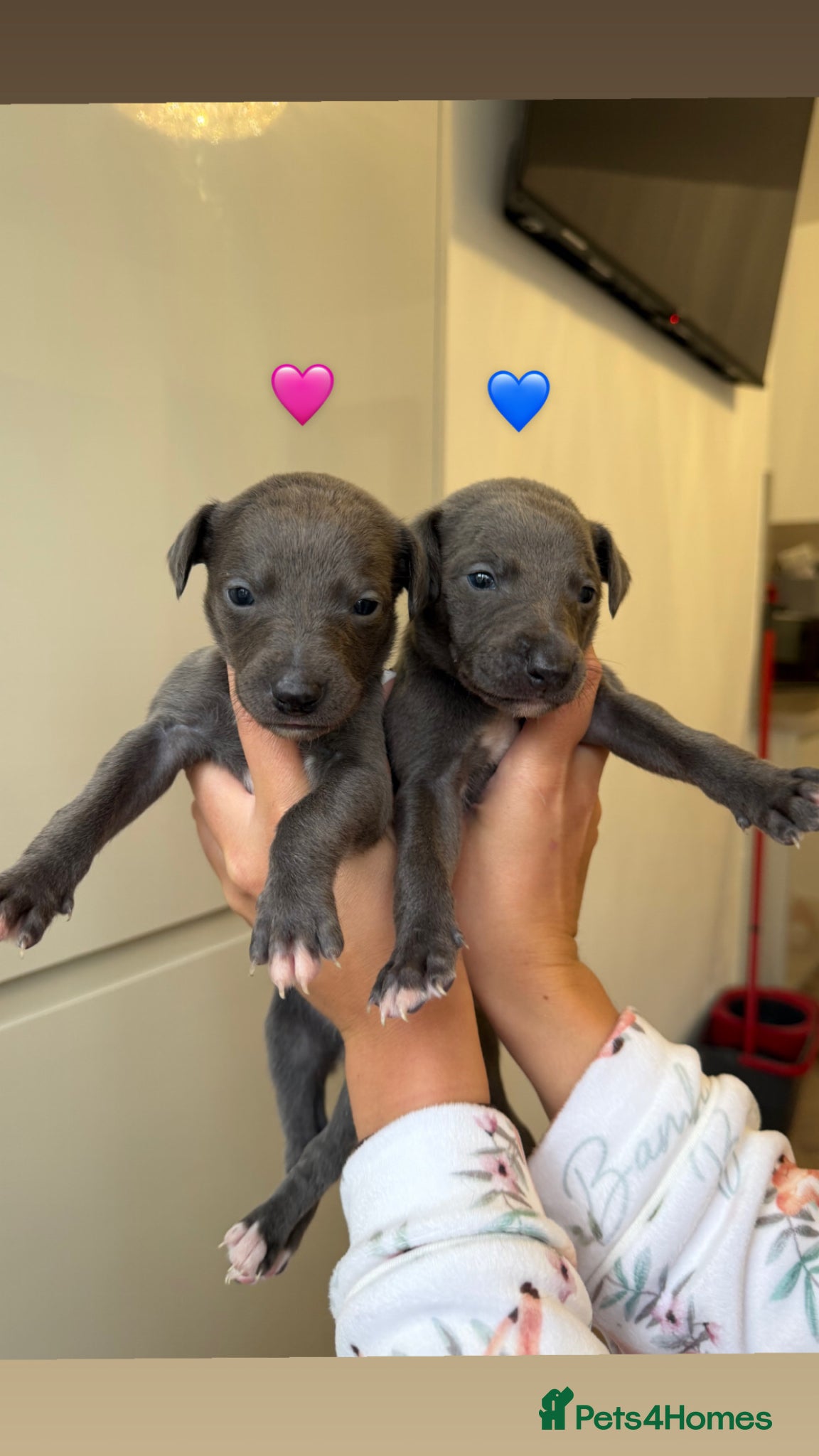 Whippet dogs KC REGISTERED BLUE WHIPPET PUPPIES  - Advert 11