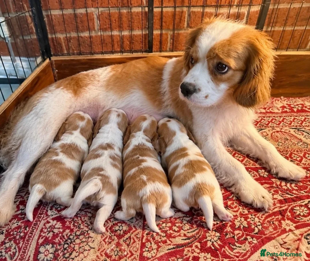 Cavalier King Charles Spaniel dogs for sale: QUALITY CHOCOLATE CARRIER CAVALIER PUPS! - Advert 2