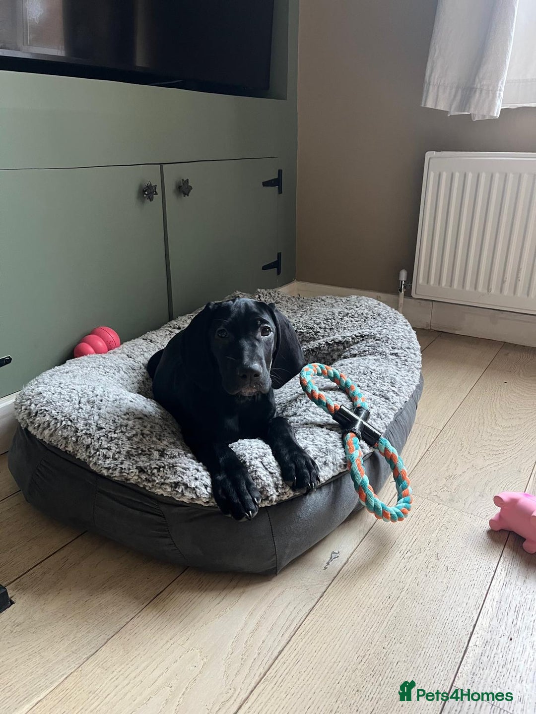 Mixed Breed dogs for sale: 15-week-old GSP x Vizsla puppy REHOME - Advert 4