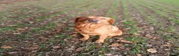 Mixed Breed dogs for sale: Fox red lab x sprocker spaniel pups in Stafford - Advert 6