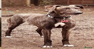 Greyhound dogs - Advert 7