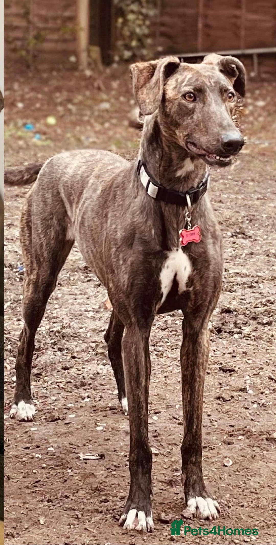 Greyhound dogs for sale: Greyhound female  - Image 2