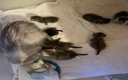 Mixed Breed cats for sale: Beautiful kittens ready to reserve  - Image 2